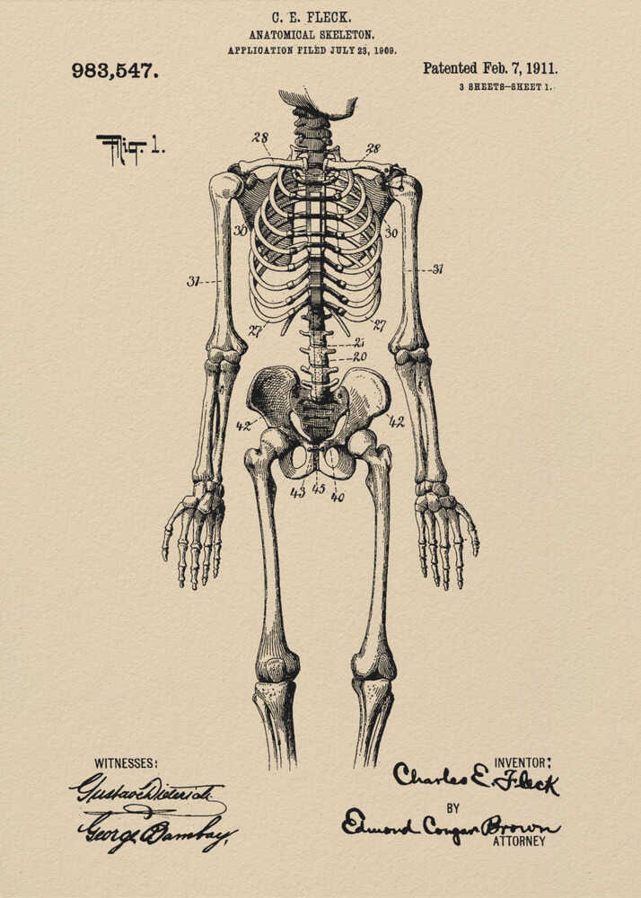 A framed vintage patent illustration of a human anatomical skeleton, printed in black ink on aged beige paper. The detailed drawing shows a full frontal view of the skeleton with numbered parts, text, and signatures in a classic patent document style. Poster