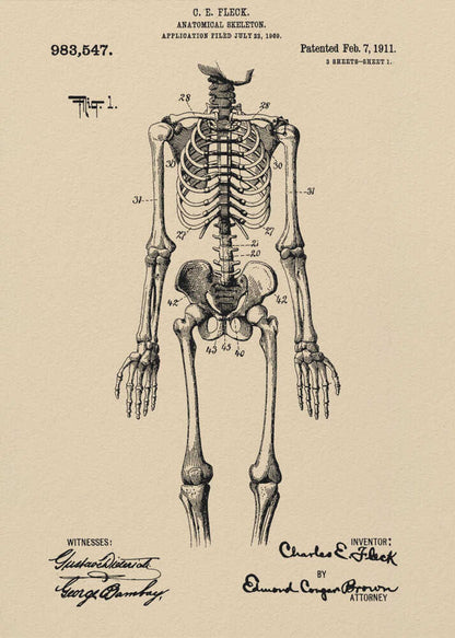 A framed vintage patent illustration of a human anatomical skeleton, printed in black ink on aged beige paper. The detailed drawing shows a full frontal view of the skeleton with numbered parts, text, and signatures in a classic patent document style. Poster