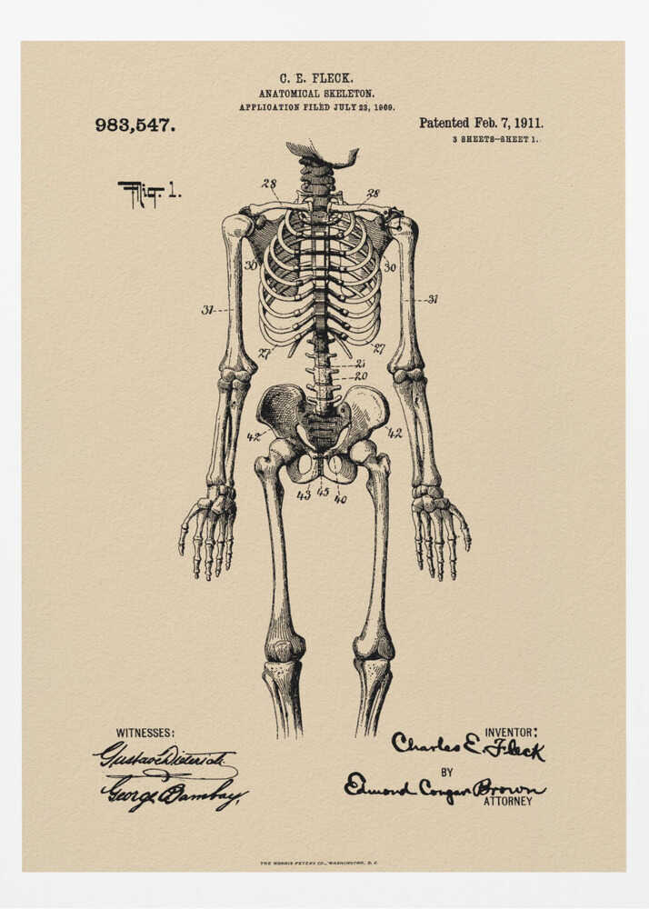 A framed vintage patent illustration of a human anatomical skeleton, printed in black ink on aged beige paper. The detailed drawing shows a full frontal view of the skeleton with numbered parts, text, and signatures in a classic patent document style. Poster