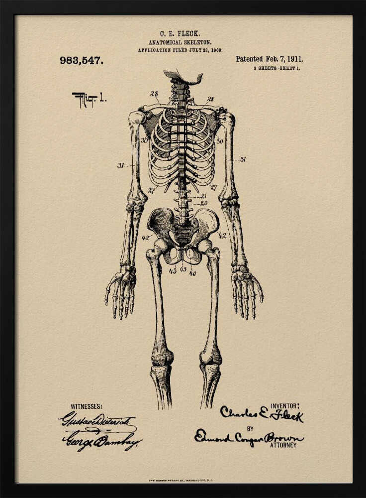 A framed vintage patent illustration of a human anatomical skeleton, printed in black ink on aged beige paper. The detailed drawing shows a full frontal view of the skeleton with numbered parts, text, and signatures in a classic patent document style. Poster