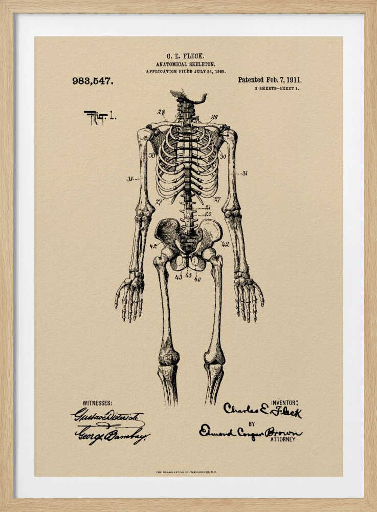 A framed vintage patent illustration of a human anatomical skeleton, printed in black ink on aged beige paper. The detailed drawing shows a full frontal view of the skeleton with numbered parts, text, and signatures in a classic patent document style. Poster