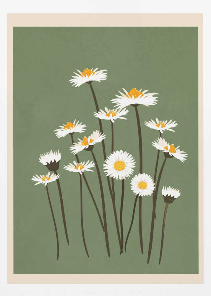 Botanical illustration of white daisy flowers with yellow centers against a sage green background.