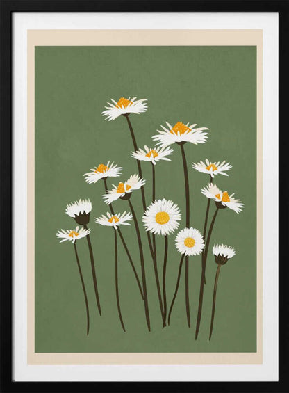 Botanical illustration of white daisy flowers with yellow centers against a sage green background.