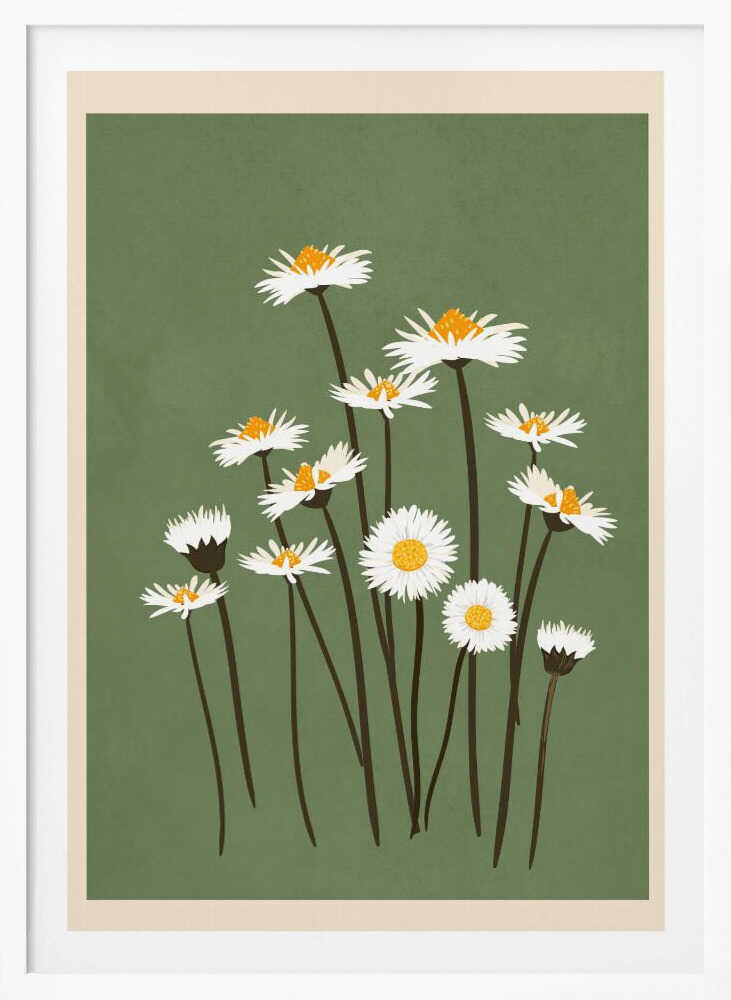 Botanical illustration of white daisy flowers with yellow centers against a sage green background.