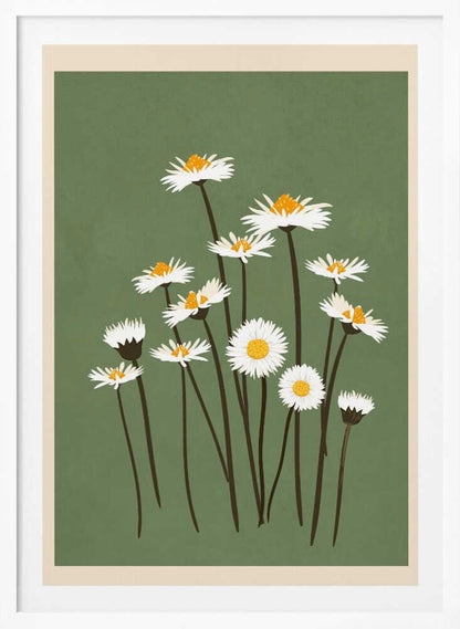 Botanical illustration of white daisy flowers with yellow centers against a sage green background.