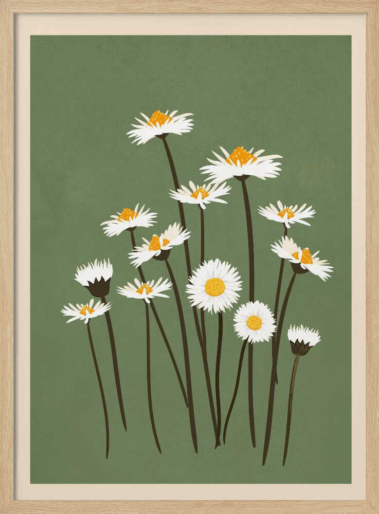 Botanical illustration of white daisy flowers with yellow centers against a sage green background.