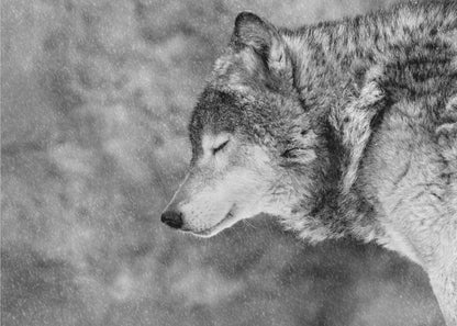 A close-up, black and white photograph of a wolf in profile with its eyes closed, as snow falls heavily around it. The image has a serene and peaceful quality and is enclosed in a silver frame. Artwork