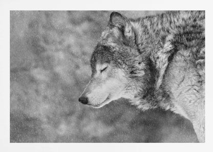 A close-up, black and white photograph of a wolf in profile with its eyes closed, as snow falls heavily around it. The image has a serene and peaceful quality and is enclosed in a silver frame. Artwork