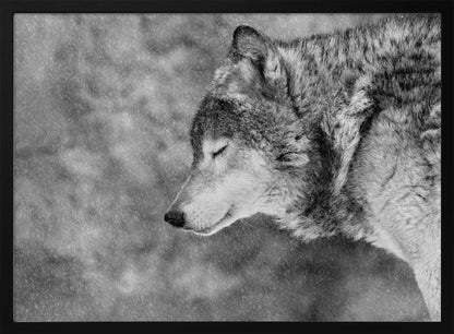 A close-up, black and white photograph of a wolf in profile with its eyes closed, as snow falls heavily around it. The image has a serene and peaceful quality and is enclosed in a silver frame. Artwork
