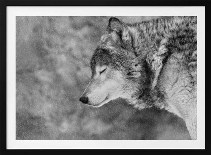 A close-up, black and white photograph of a wolf in profile with its eyes closed, as snow falls heavily around it. The image has a serene and peaceful quality and is enclosed in a silver frame. Artwork