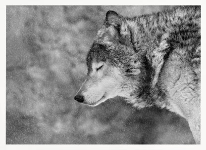 A close-up, black and white photograph of a wolf in profile with its eyes closed, as snow falls heavily around it. The image has a serene and peaceful quality and is enclosed in a silver frame. Artwork
