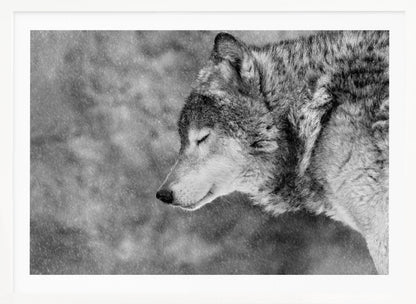 A close-up, black and white photograph of a wolf in profile with its eyes closed, as snow falls heavily around it. The image has a serene and peaceful quality and is enclosed in a silver frame. Artwork