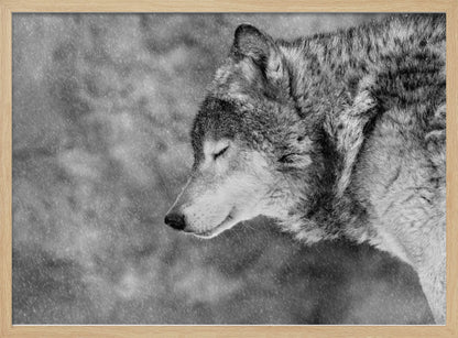 A close-up, black and white photograph of a wolf in profile with its eyes closed, as snow falls heavily around it. The image has a serene and peaceful quality and is enclosed in a silver frame. Artwork