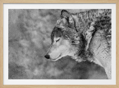 A close-up, black and white photograph of a wolf in profile with its eyes closed, as snow falls heavily around it. The image has a serene and peaceful quality and is enclosed in a silver frame. Artwork
