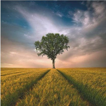A solitary green tree stands proudly in the center of a golden wheat field. A path created by tire tracks leads directly to the tree. The sky above is a dramatic mix of dark, moody clouds and the warm glow of a sunset on the horizon. The photograph is enclosed in a simple, light-colored wood frame. Print