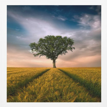 A solitary green tree stands proudly in the center of a golden wheat field. A path created by tire tracks leads directly to the tree. The sky above is a dramatic mix of dark, moody clouds and the warm glow of a sunset on the horizon. The photograph is enclosed in a simple, light-colored wood frame. Print