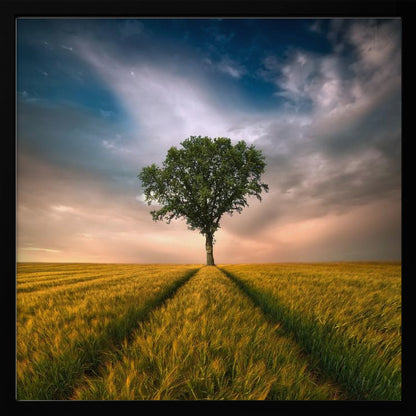 A solitary green tree stands proudly in the center of a golden wheat field. A path created by tire tracks leads directly to the tree. The sky above is a dramatic mix of dark, moody clouds and the warm glow of a sunset on the horizon. The photograph is enclosed in a simple, light-colored wood frame. Print