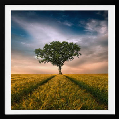A solitary green tree stands proudly in the center of a golden wheat field. A path created by tire tracks leads directly to the tree. The sky above is a dramatic mix of dark, moody clouds and the warm glow of a sunset on the horizon. The photograph is enclosed in a simple, light-colored wood frame. Print