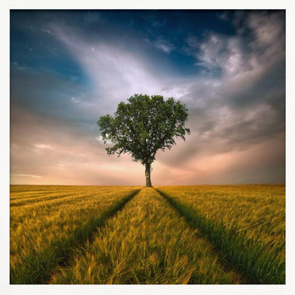A solitary green tree stands proudly in the center of a golden wheat field. A path created by tire tracks leads directly to the tree. The sky above is a dramatic mix of dark, moody clouds and the warm glow of a sunset on the horizon. The photograph is enclosed in a simple, light-colored wood frame. Print