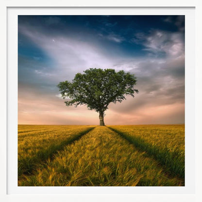 A solitary green tree stands proudly in the center of a golden wheat field. A path created by tire tracks leads directly to the tree. The sky above is a dramatic mix of dark, moody clouds and the warm glow of a sunset on the horizon. The photograph is enclosed in a simple, light-colored wood frame. Print