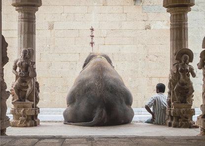 A framed photograph from behind a large elephant sitting on a stone floor inside a temple, flanked by ornate, carved stone pillars. A man in a striped shirt sits on the floor to the right of the elephant, looking towards it. Decor