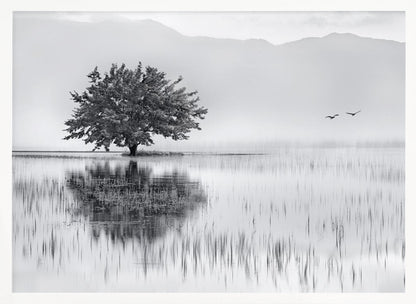 A serene black and white landscape photograph of a solitary tree standing in a calm lake, its reflection mirrored perfectly in the water. Hazy mountains are visible in the distance, and two birds fly across the pale sky, all enclosed within a silver frame. Print