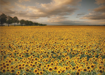 A framed photograph of a massive field of golden sunflowers stretching to the horizon under a dramatic, cloudy sky at sunset. A long row of trees is visible in the distance. Decor