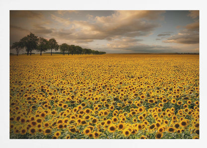 A framed photograph of a massive field of golden sunflowers stretching to the horizon under a dramatic, cloudy sky at sunset. A long row of trees is visible in the distance. Decor