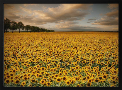 A framed photograph of a massive field of golden sunflowers stretching to the horizon under a dramatic, cloudy sky at sunset. A long row of trees is visible in the distance. Decor