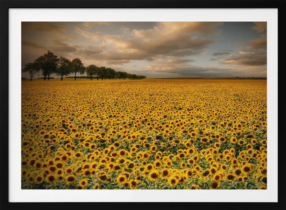 A framed photograph of a massive field of golden sunflowers stretching to the horizon under a dramatic, cloudy sky at sunset. A long row of trees is visible in the distance. Decor