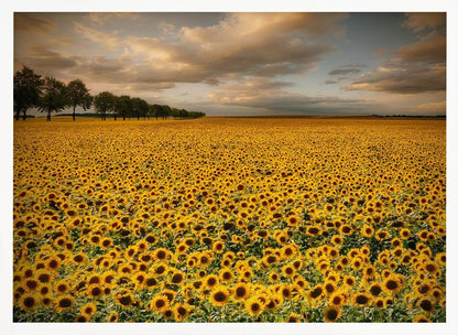 A framed photograph of a massive field of golden sunflowers stretching to the horizon under a dramatic, cloudy sky at sunset. A long row of trees is visible in the distance. Decor