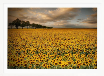 A framed photograph of a massive field of golden sunflowers stretching to the horizon under a dramatic, cloudy sky at sunset. A long row of trees is visible in the distance. Decor