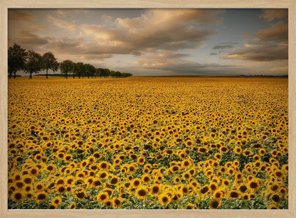 A framed photograph of a massive field of golden sunflowers stretching to the horizon under a dramatic, cloudy sky at sunset. A long row of trees is visible in the distance. Decor