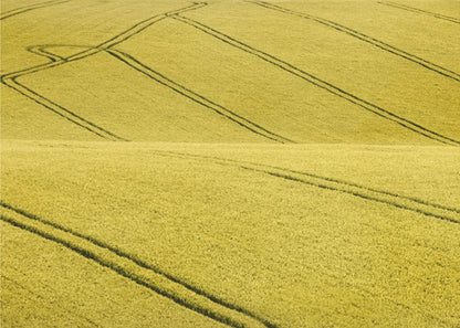 A framed photograph of a vast, rolling field of golden-yellow crops, with dark tractor tire tracks creating curving and diagonal lines across the hilly landscape. Decor