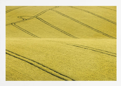 A framed photograph of a vast, rolling field of golden-yellow crops, with dark tractor tire tracks creating curving and diagonal lines across the hilly landscape. Decor