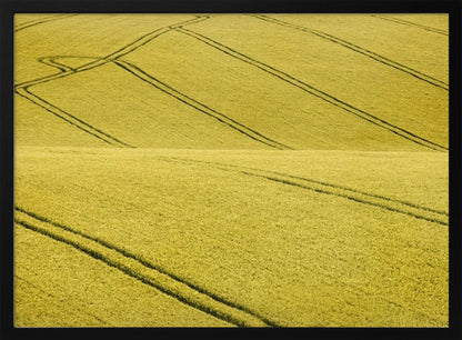 A framed photograph of a vast, rolling field of golden-yellow crops, with dark tractor tire tracks creating curving and diagonal lines across the hilly landscape. Decor