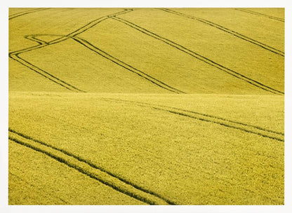 A framed photograph of a vast, rolling field of golden-yellow crops, with dark tractor tire tracks creating curving and diagonal lines across the hilly landscape. Decor