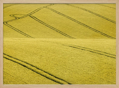 A framed photograph of a vast, rolling field of golden-yellow crops, with dark tractor tire tracks creating curving and diagonal lines across the hilly landscape. Decor