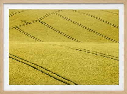 A framed photograph of a vast, rolling field of golden-yellow crops, with dark tractor tire tracks creating curving and diagonal lines across the hilly landscape. Decor