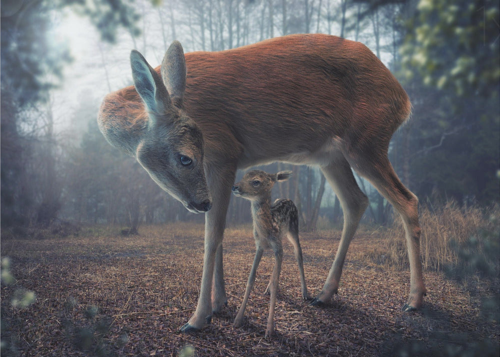 Mother and Fawn - Poster / Art Print