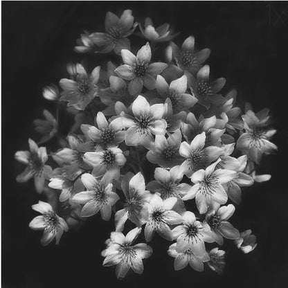 A moody black and white close-up photograph of a cluster of small, delicate star-shaped flowers against a solid black background, presented in a light brown wooden frame. Poster