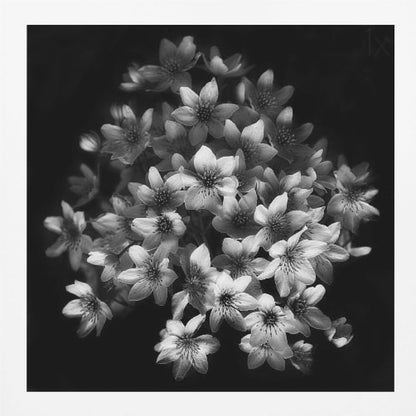 A moody black and white close-up photograph of a cluster of small, delicate star-shaped flowers against a solid black background, presented in a light brown wooden frame. Poster
