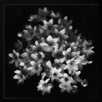 A moody black and white close-up photograph of a cluster of small, delicate star-shaped flowers against a solid black background, presented in a light brown wooden frame. Poster