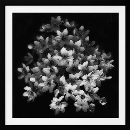 A moody black and white close-up photograph of a cluster of small, delicate star-shaped flowers against a solid black background, presented in a light brown wooden frame. Poster