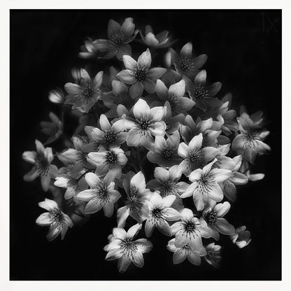 A moody black and white close-up photograph of a cluster of small, delicate star-shaped flowers against a solid black background, presented in a light brown wooden frame. Poster