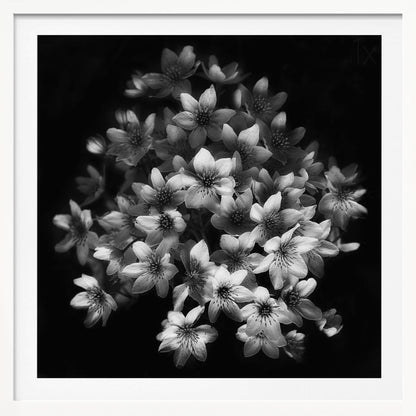 A moody black and white close-up photograph of a cluster of small, delicate star-shaped flowers against a solid black background, presented in a light brown wooden frame. Poster