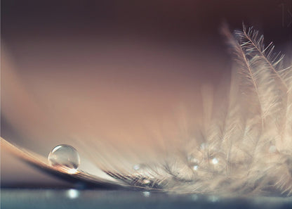 A serene macro photograph of a single, perfect water droplet resting on a delicate white feather. The background is a soft, warm gradient from dark to light brown, creating a peaceful and fragile mood. Artwork