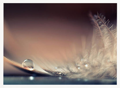 A serene macro photograph of a single, perfect water droplet resting on a delicate white feather. The background is a soft, warm gradient from dark to light brown, creating a peaceful and fragile mood. Artwork