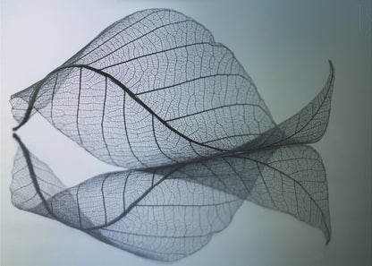 A close-up, macro photograph of a delicate skeleton leaf with intricate veins. The leaf is curled and resting on a reflective surface, creating a mirror image below it. The background is a soft, cool gradient from light blue to a darker muted teal. The image is presented within a brushed silver frame. Artwork