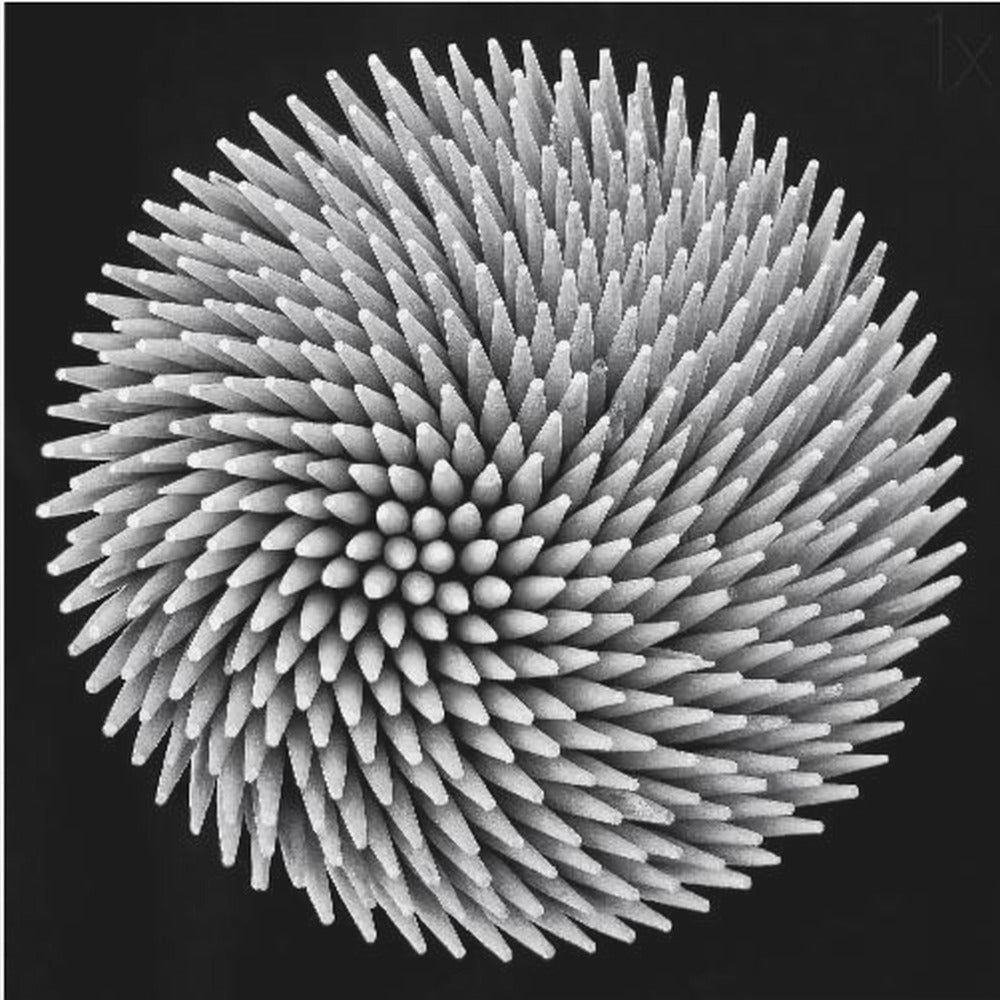 A framed, black and white, top-down macro photograph of a dense, circular bundle of wooden toothpicks. The points of the toothpicks radiate outwards in a swirling, spiral pattern, creating a highly textured and spiky sphere against a solid black background. Artwork
